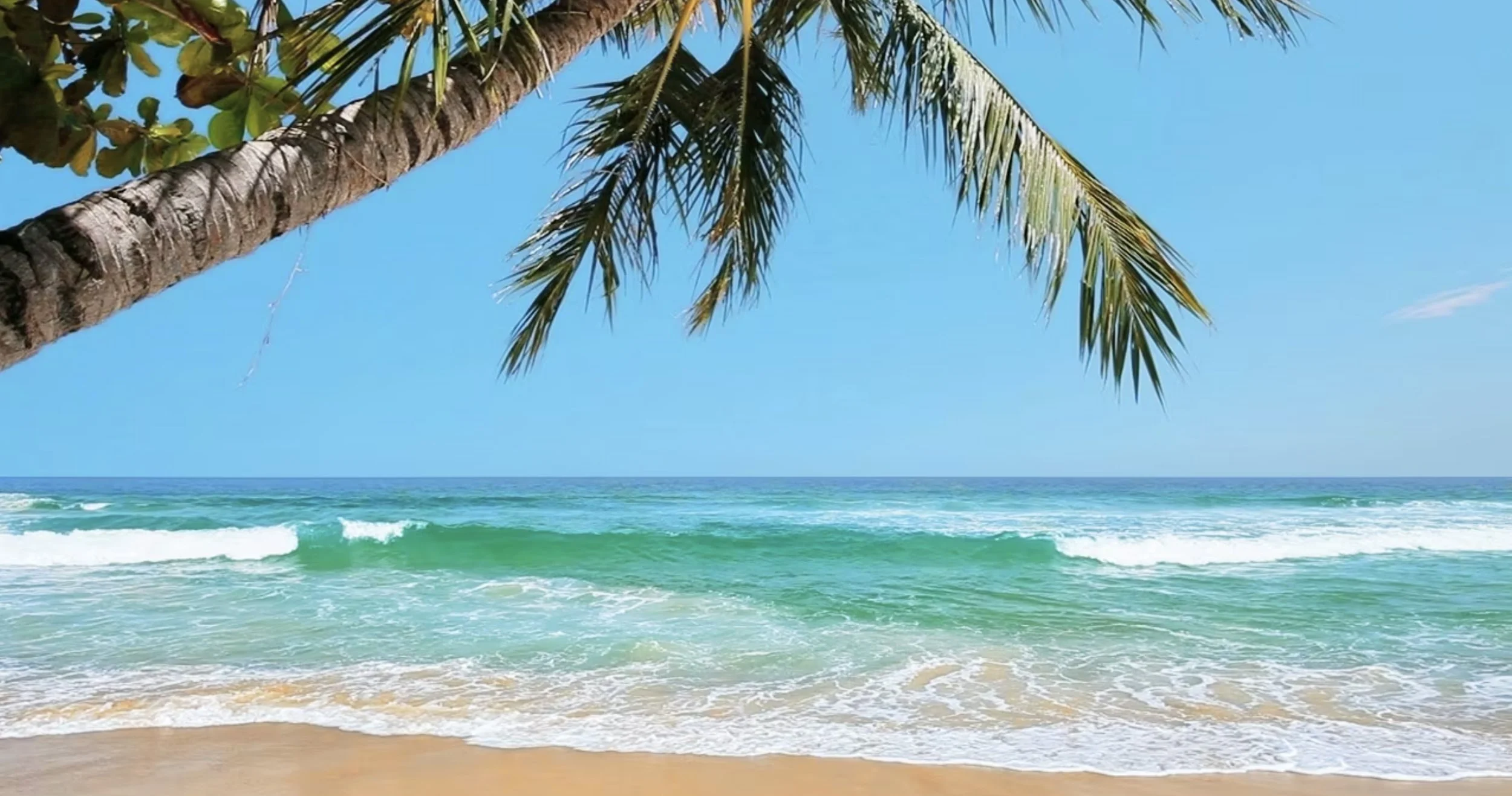 Parrot Heads Contact Us Header.jpg