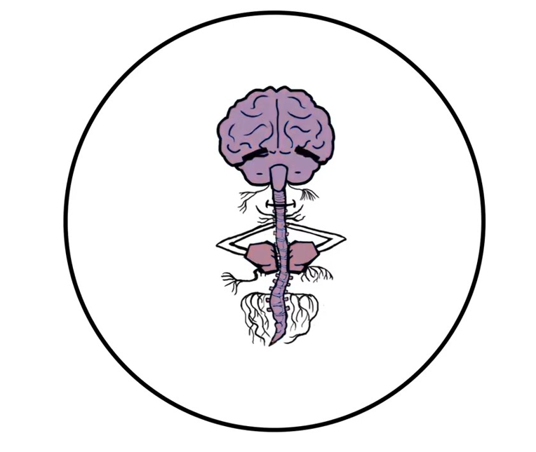 Nervous System Response to Trauma