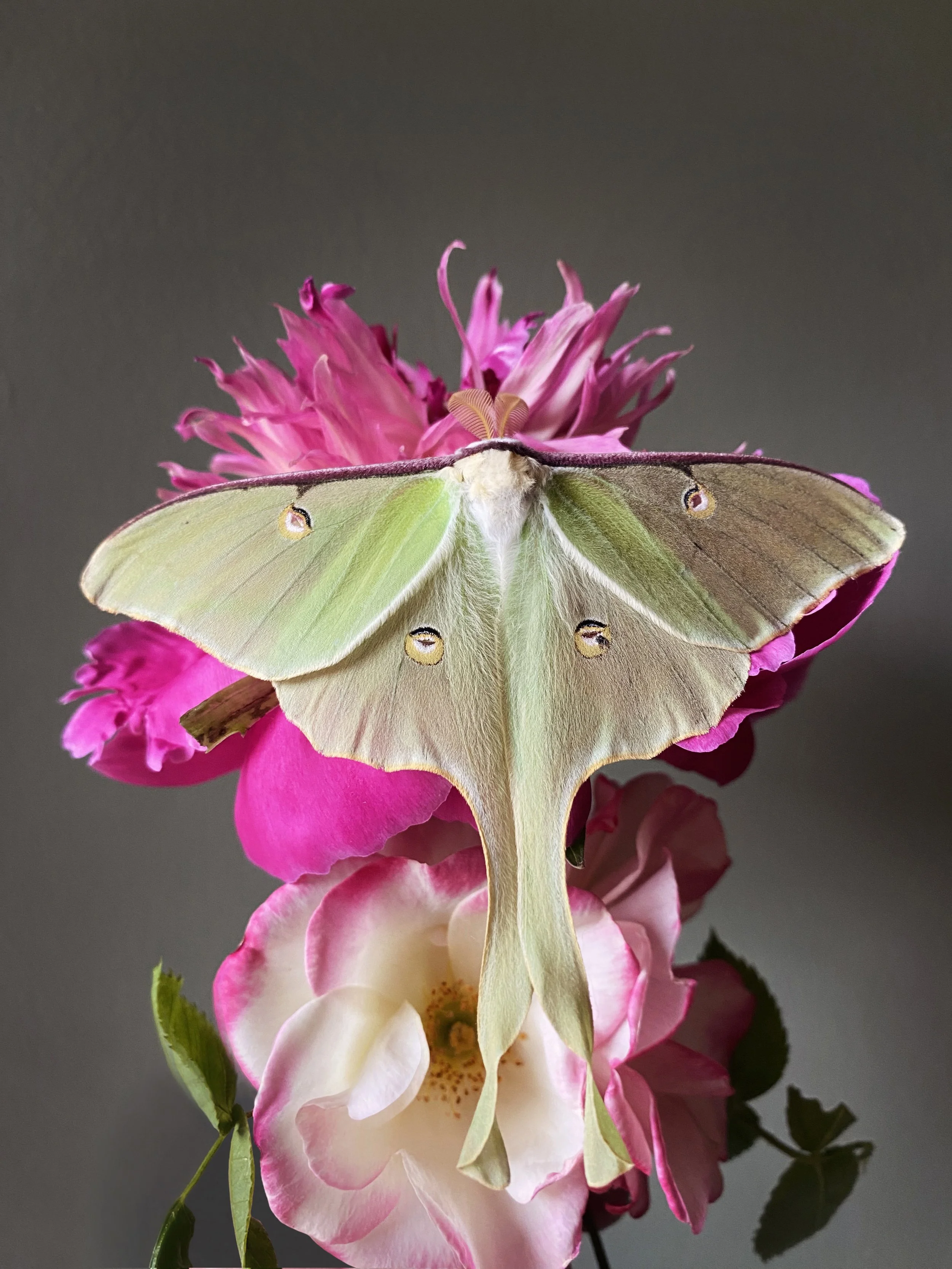Luna Moth on Peony and Roses