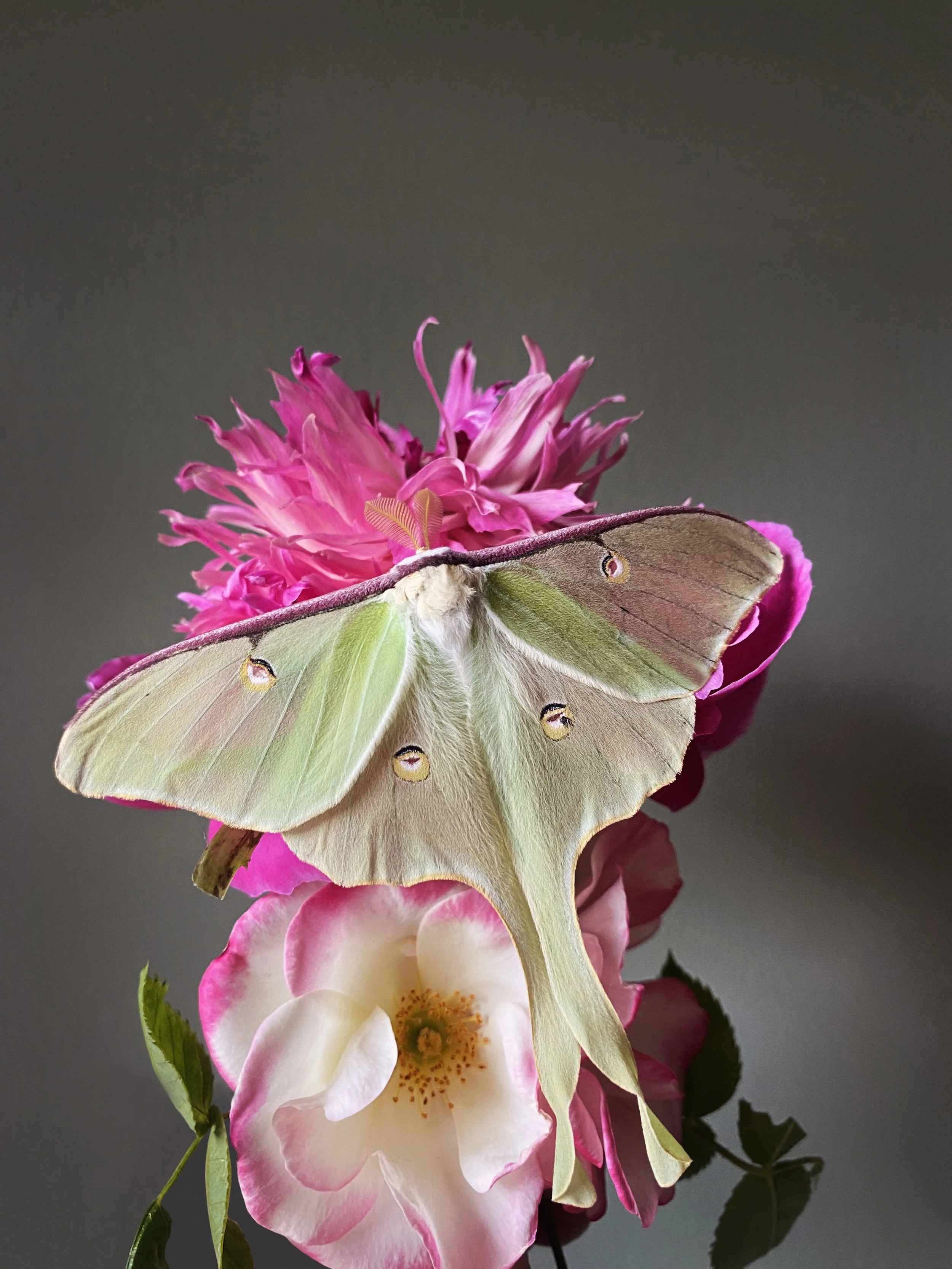 Luna Moth on Rose and Peony