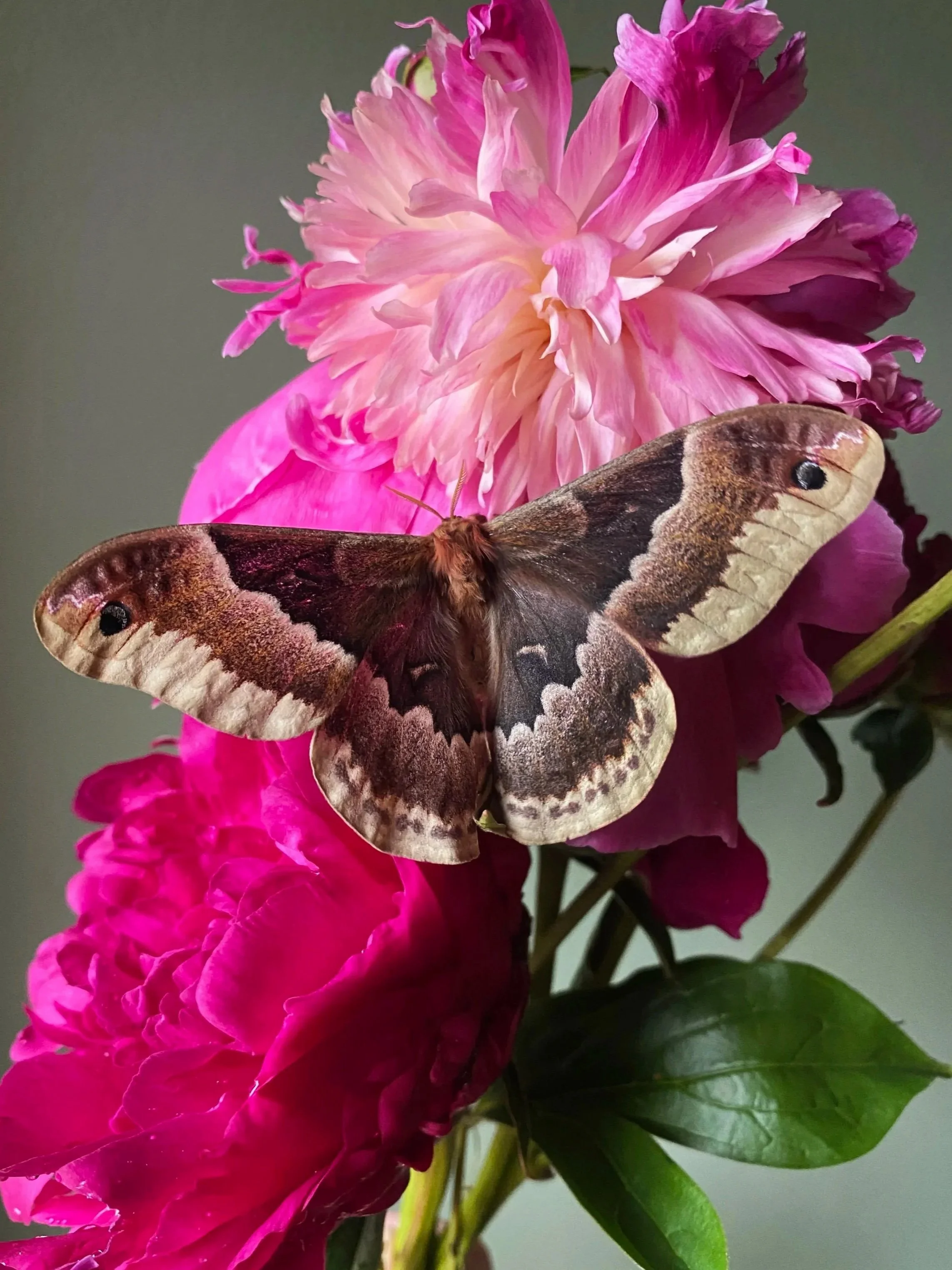 Promethea Moth on Peonies