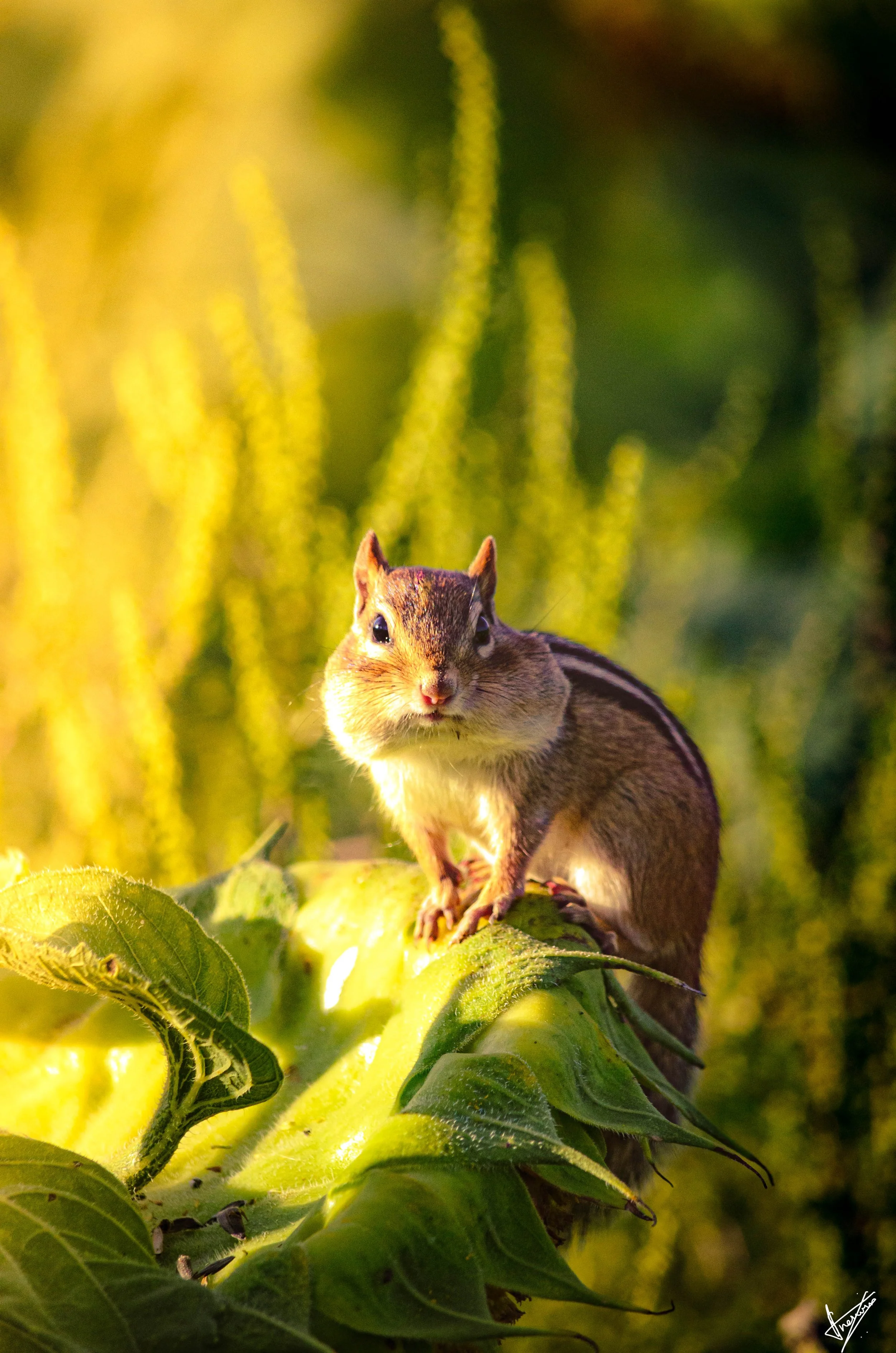 Copy of _DSC0710.jpg