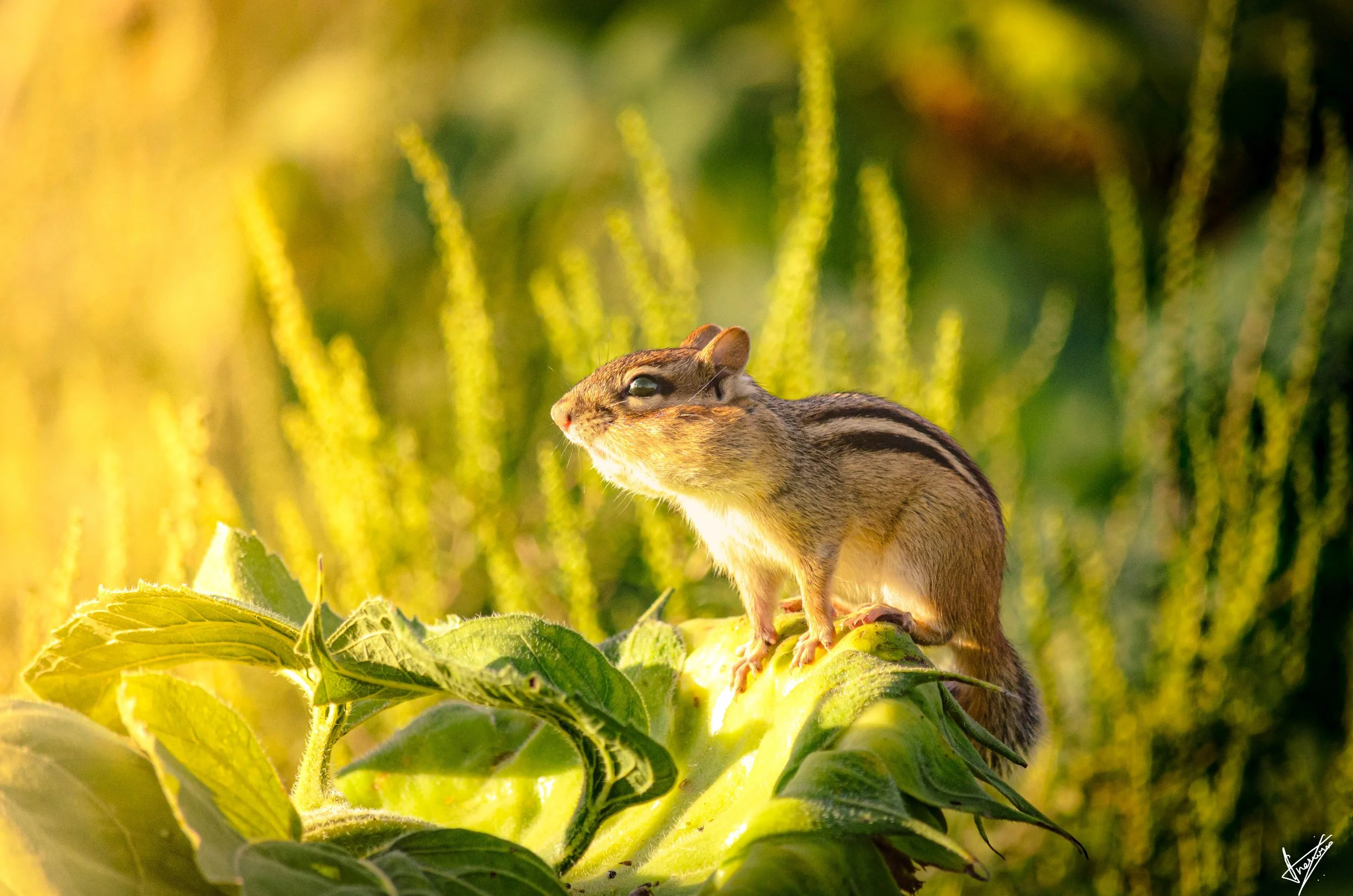 Copy of _DSC0705.jpg