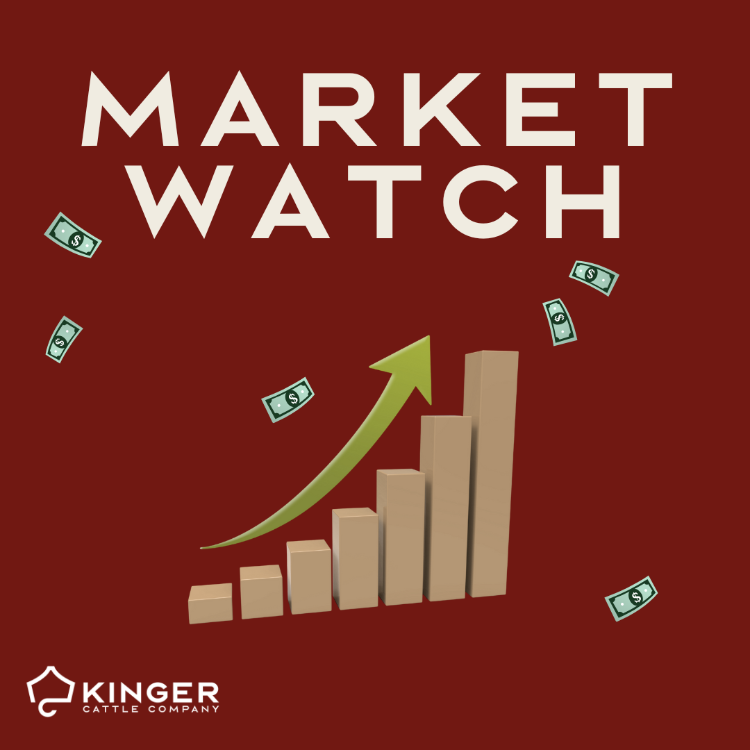KCC: Cattle Market Watch