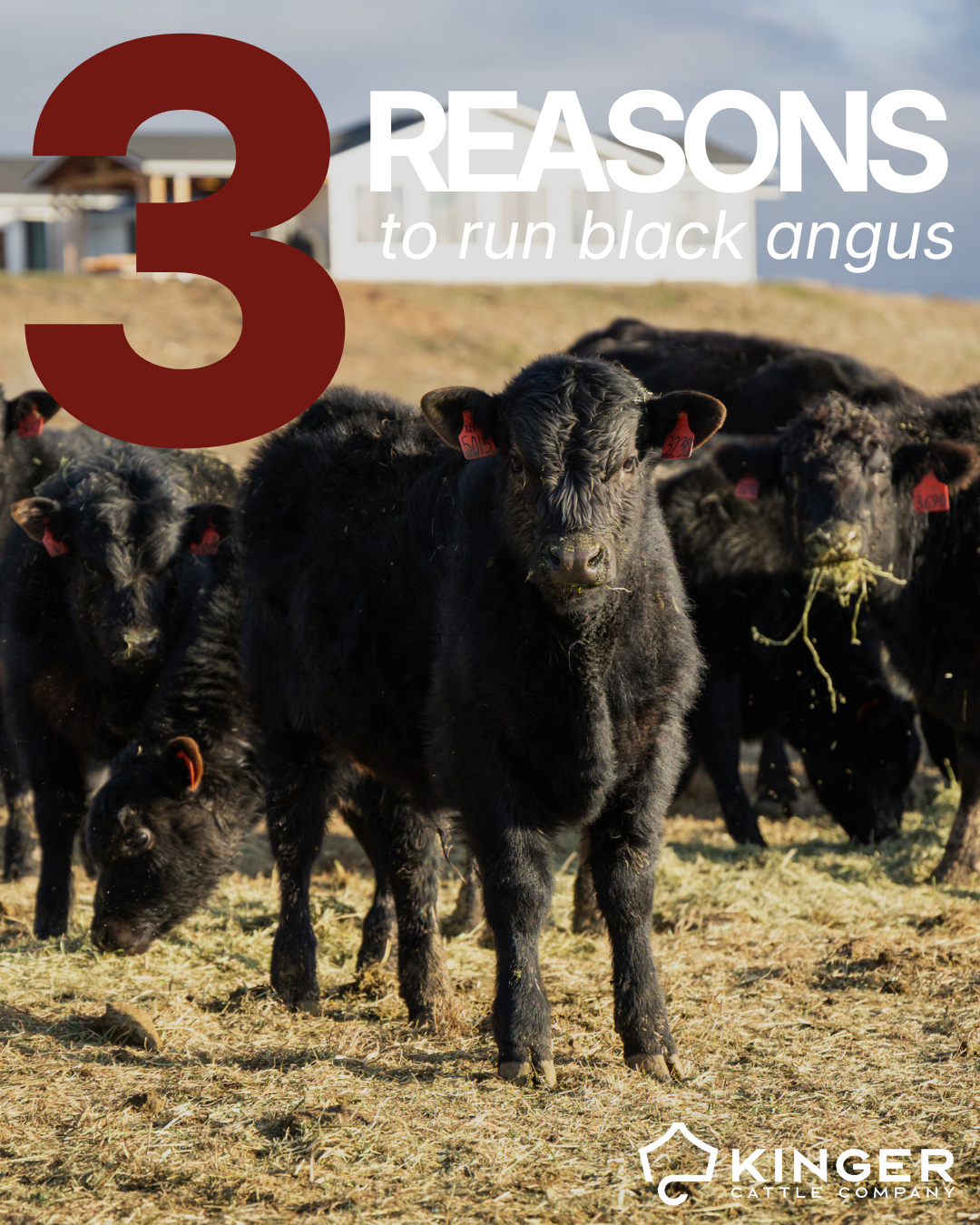 Three reasons to run black angus cattle&nbsp;