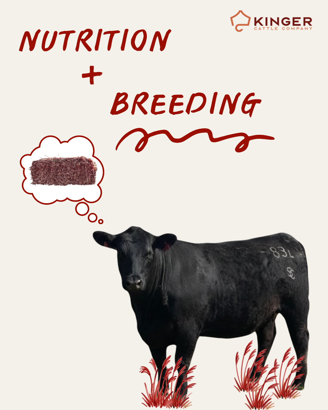 Nutrition’s impact on breeding&nbsp;