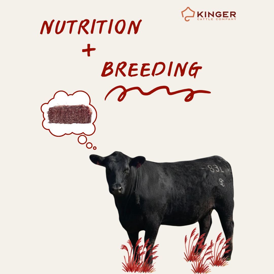 Nutrition’s impact on breeding&nbsp;