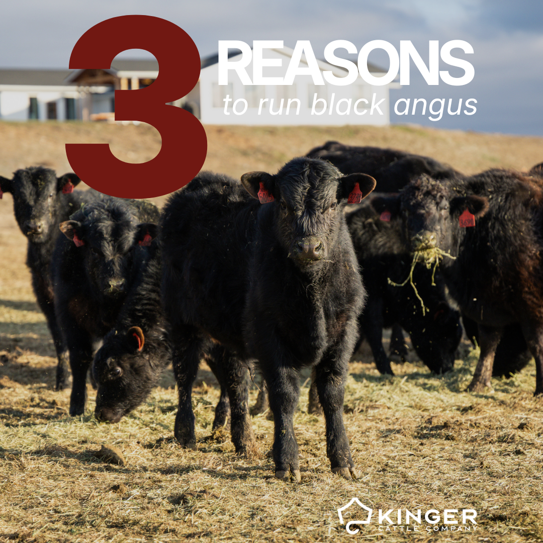 Three reasons to run black angus cattle&nbsp;