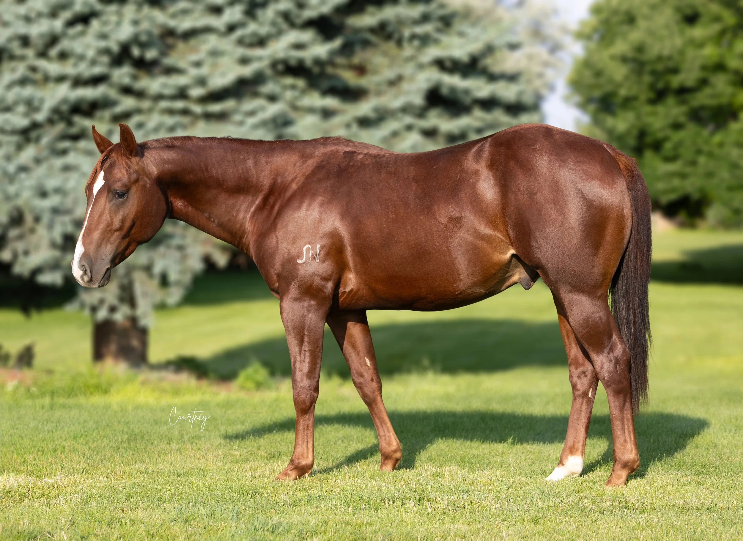 Stud horse sired by Sanctus