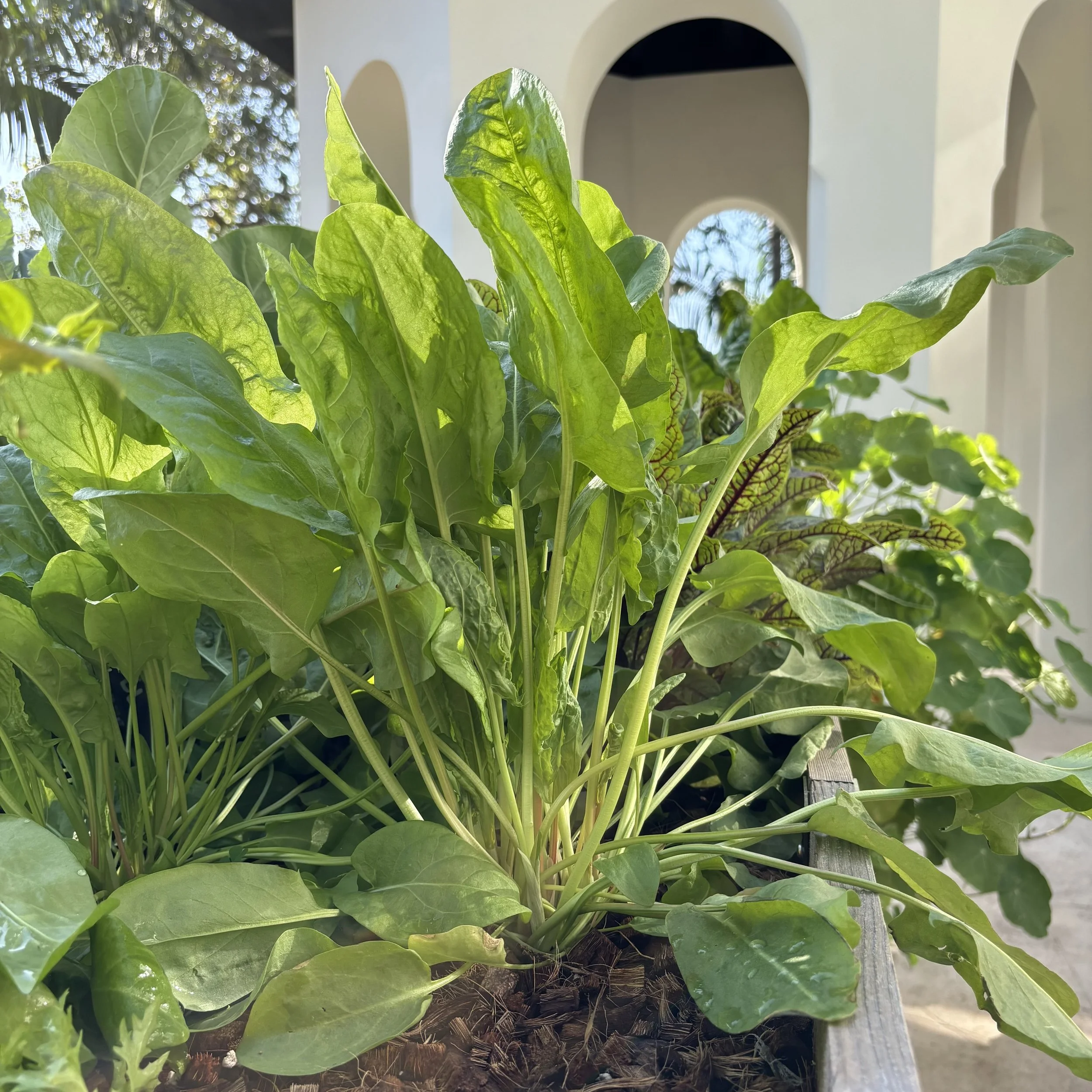 Green Garden Sorrel