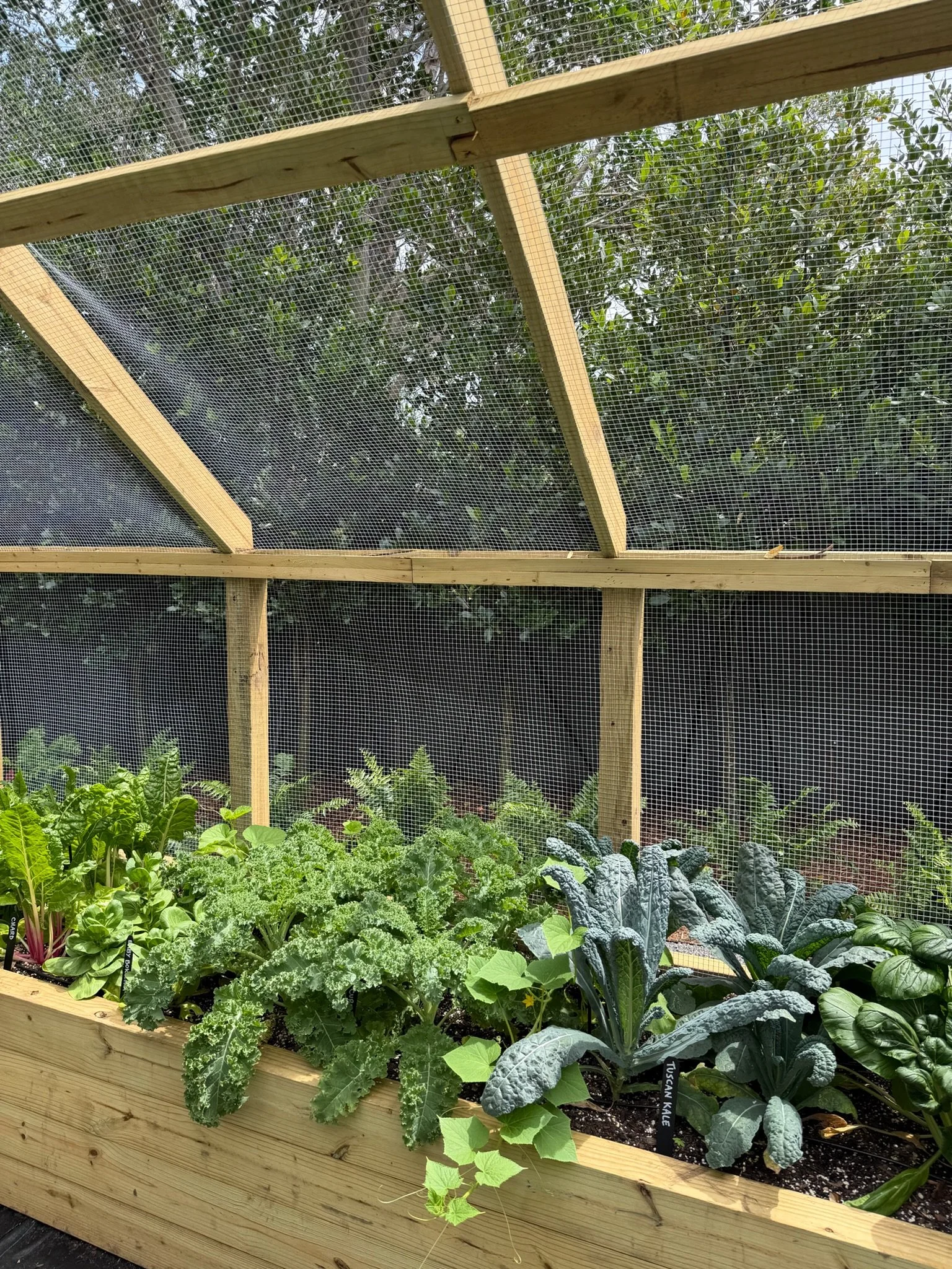 Curly kale, lacinato kale, and Swiss chard growing in a raised bed inside the screened garden enclosure