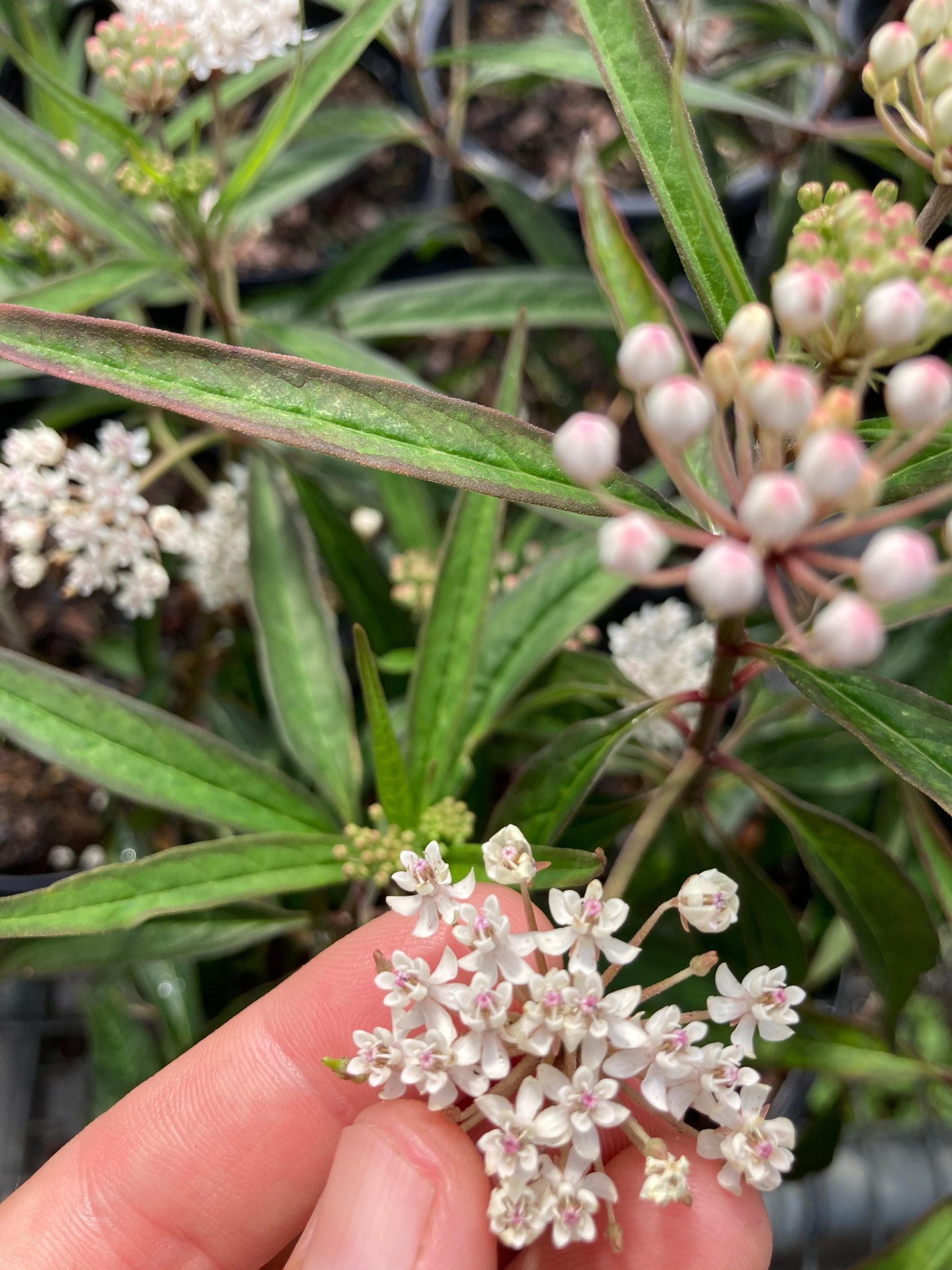 About 4 — Little River Cooperative