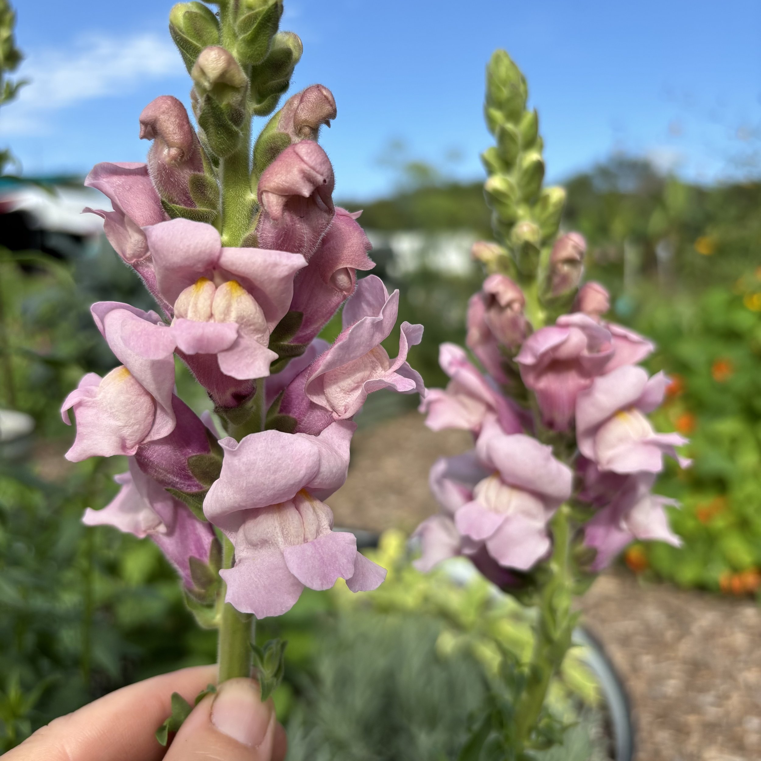 Violet Snapdragon