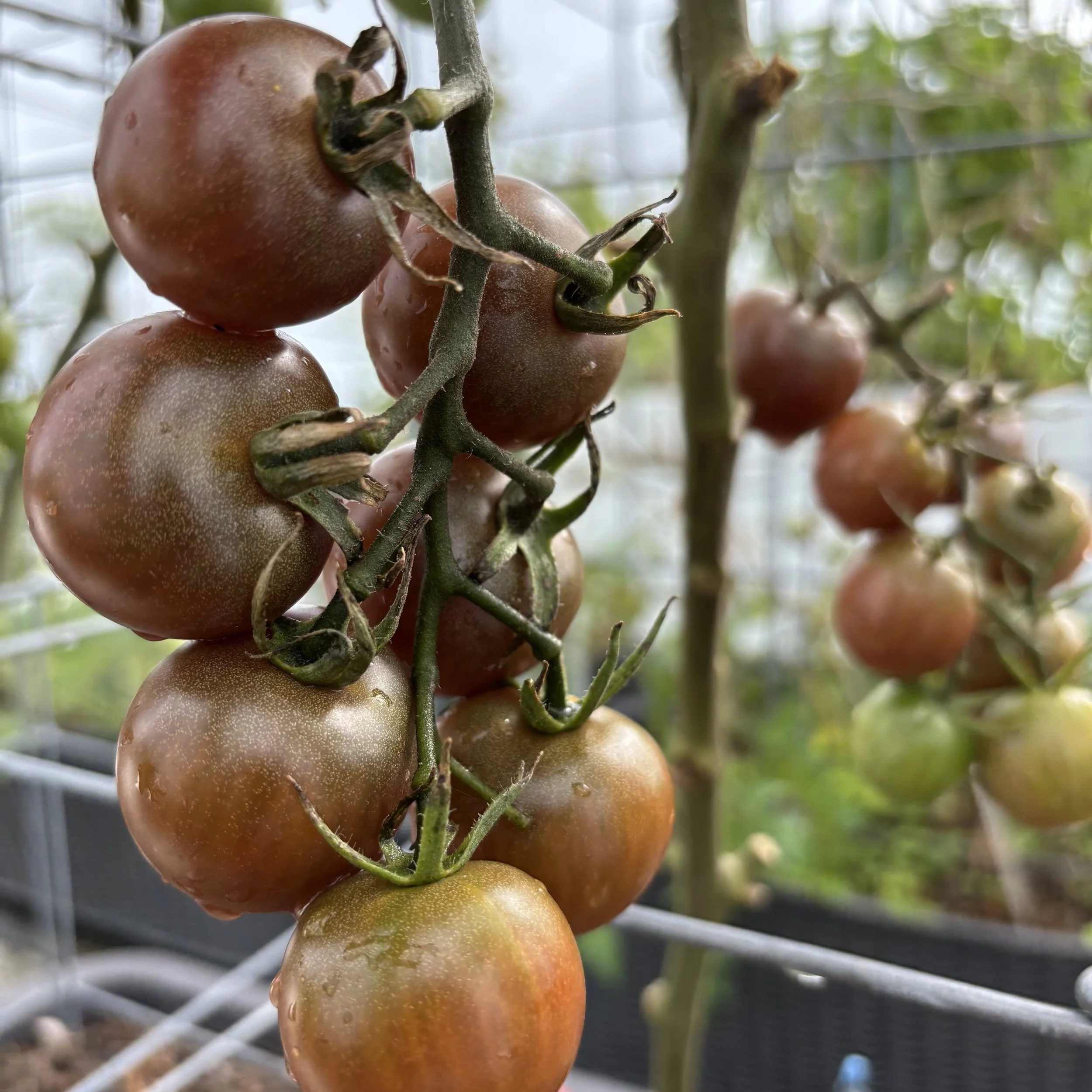 Black Cherry Tomato