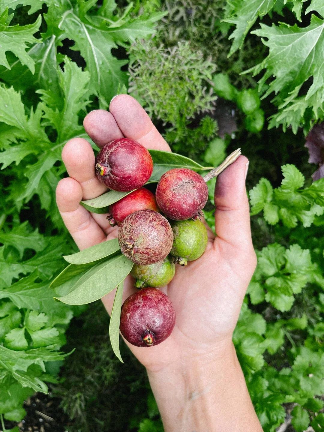 catley guava downtown miami culinary garden.jpg