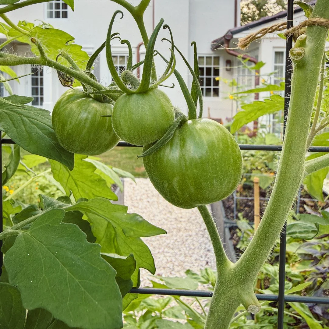 landscape-design-vegetable-garden-south-beach-tomato-trellis-detail.jpg
