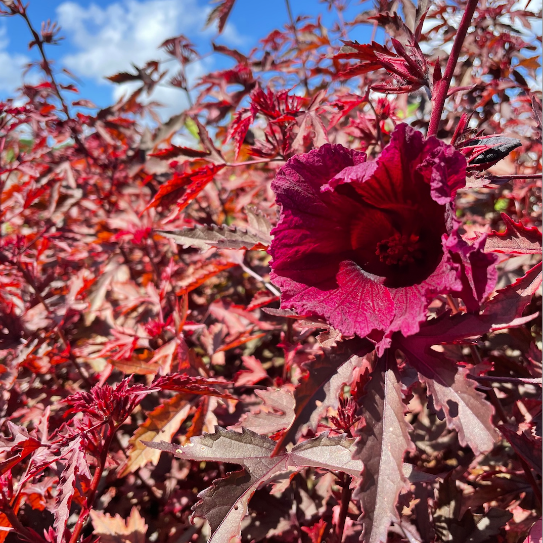 Cranberry Hibiscus