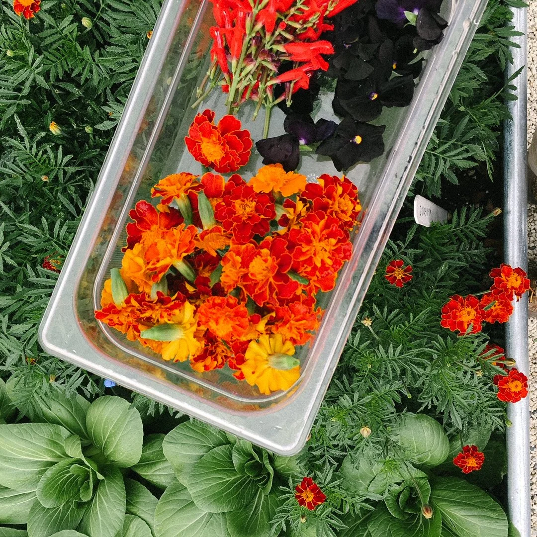 edible marigolds wynwood yard miami.jpg