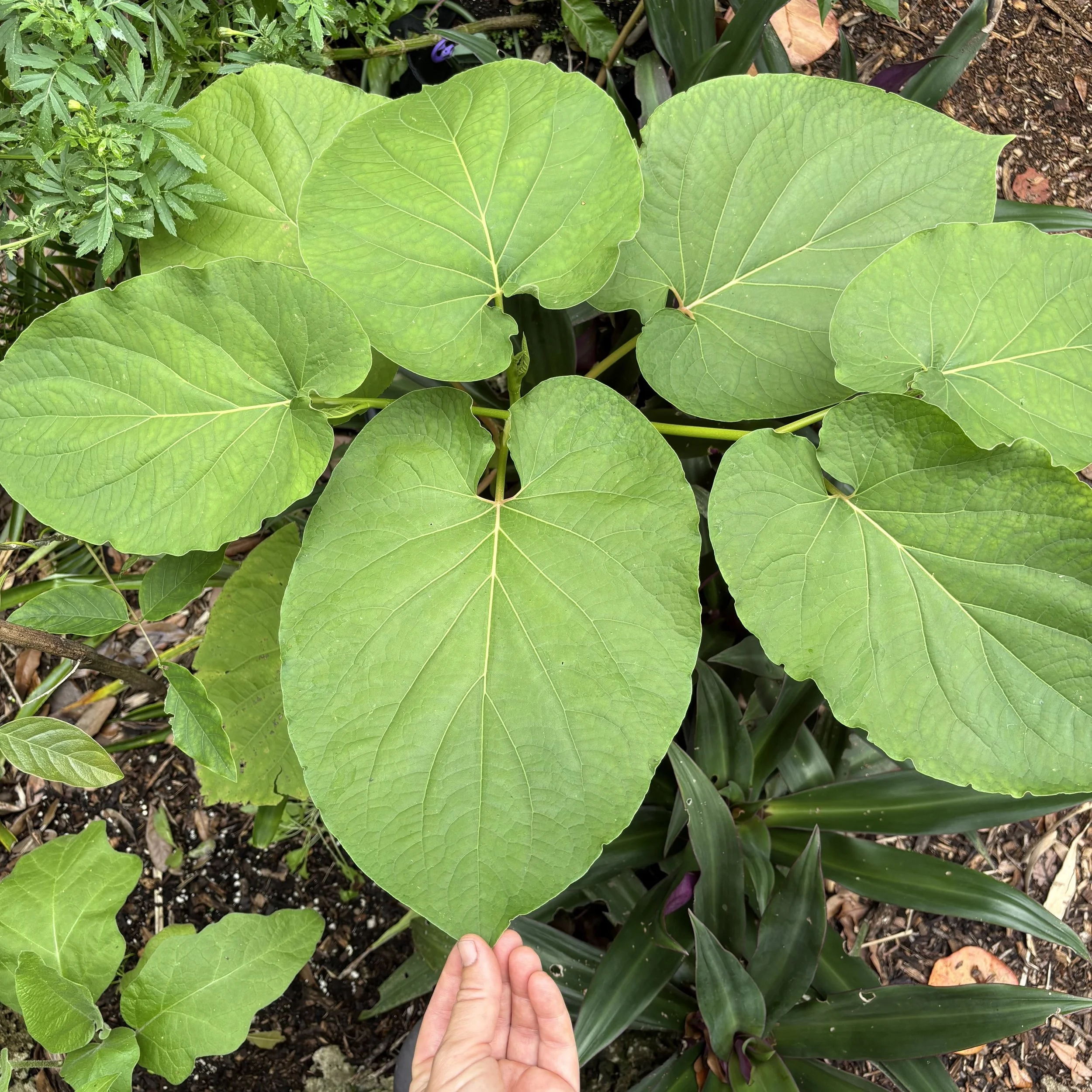 Hoja Santa