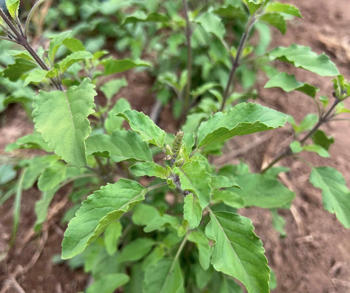 Rama Tulsi