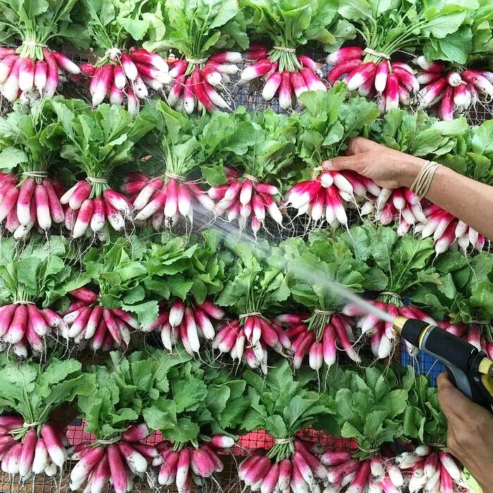 french breakfast radish.jpg