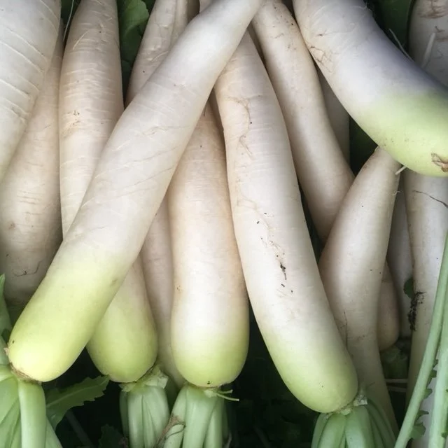 daikon radish.JPG