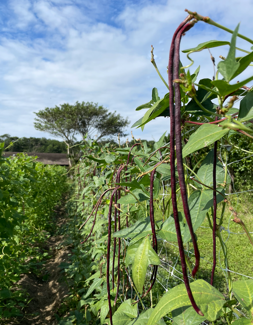 yardlong beans 01.png