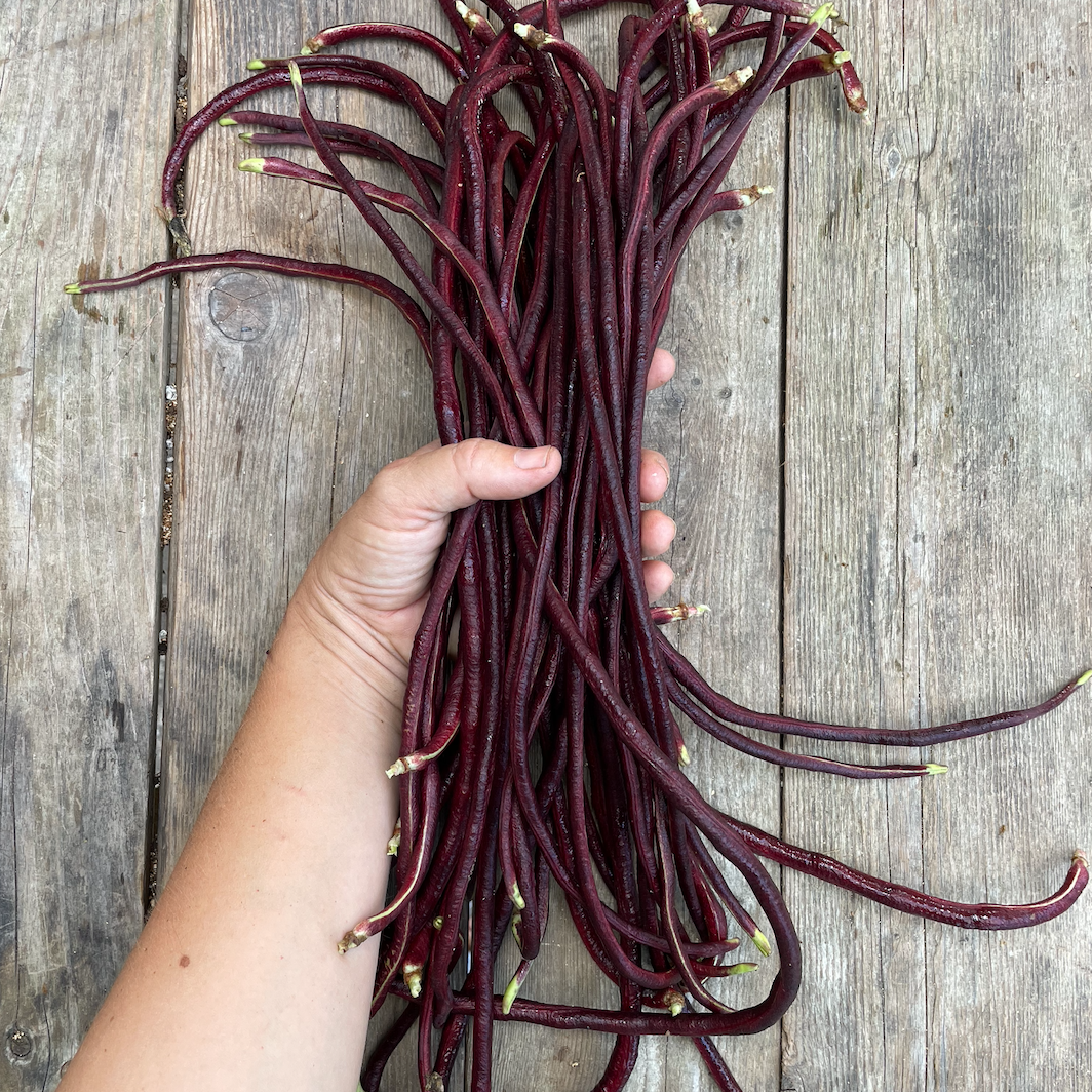 purple yardlong beans.png