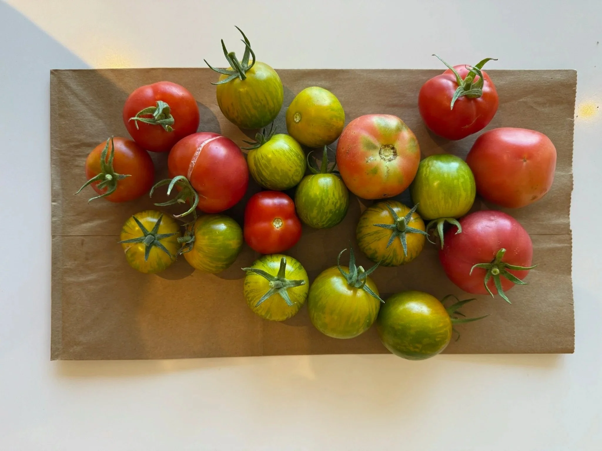 Heirloom tomato harvest from the Fisher Island rooftop garden, with ripe red and green striped tomatoes laid out on a paper bag