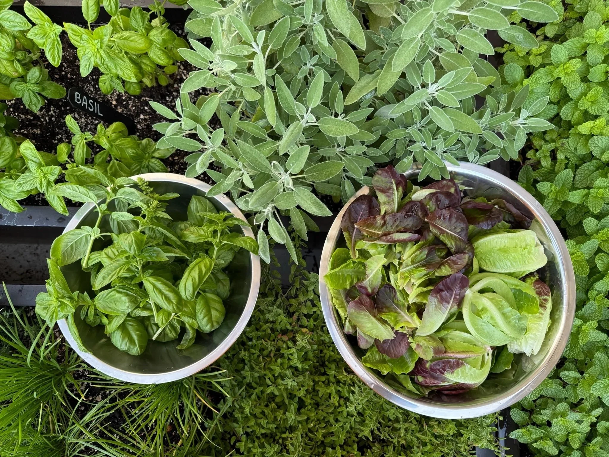 A bowl of freshly harvested basil and a bowl of red and green lettuce resting among sage and other herbs in the rooftop kitchen garden