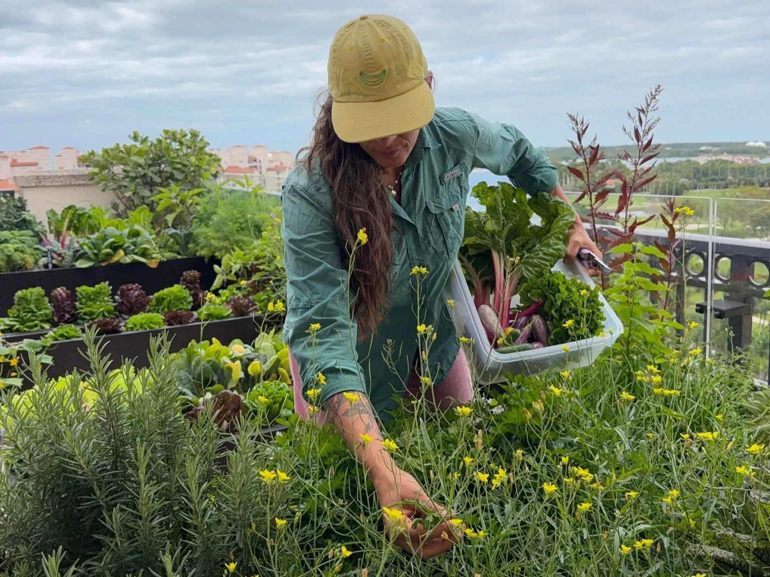 Gardener harvesting edible yellow flowers from flowering herbs in the rooftop kitchen garden