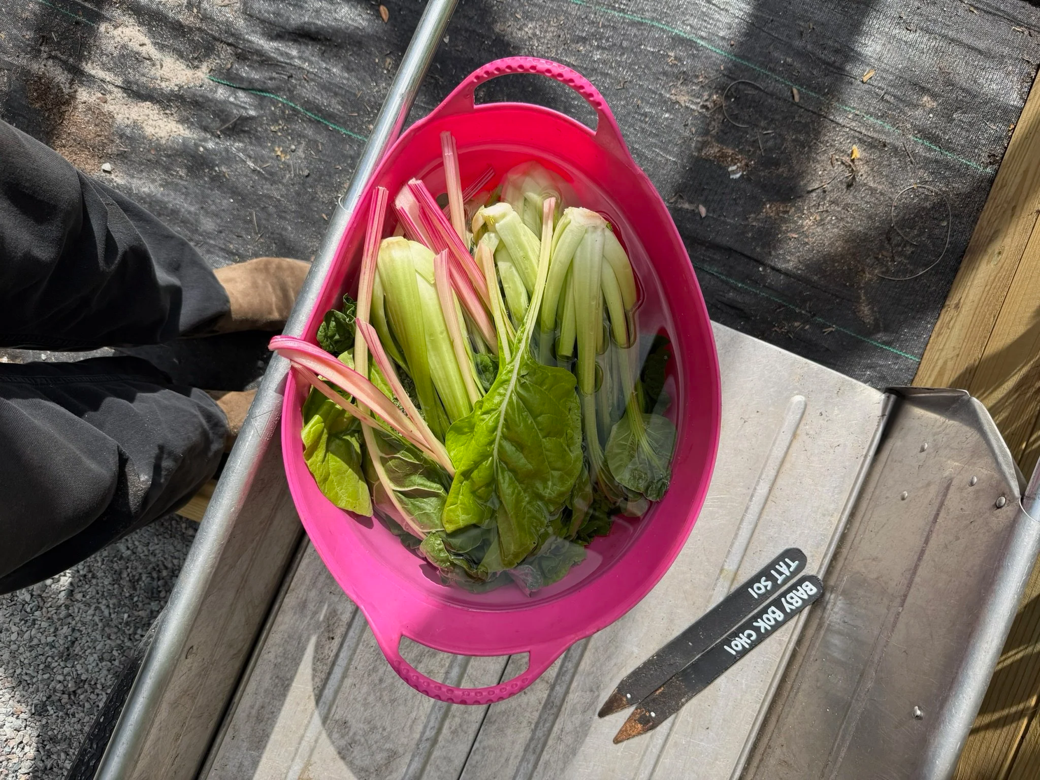 Pink tub of freshly harvested Swiss chard from the enclosed kitchen garden