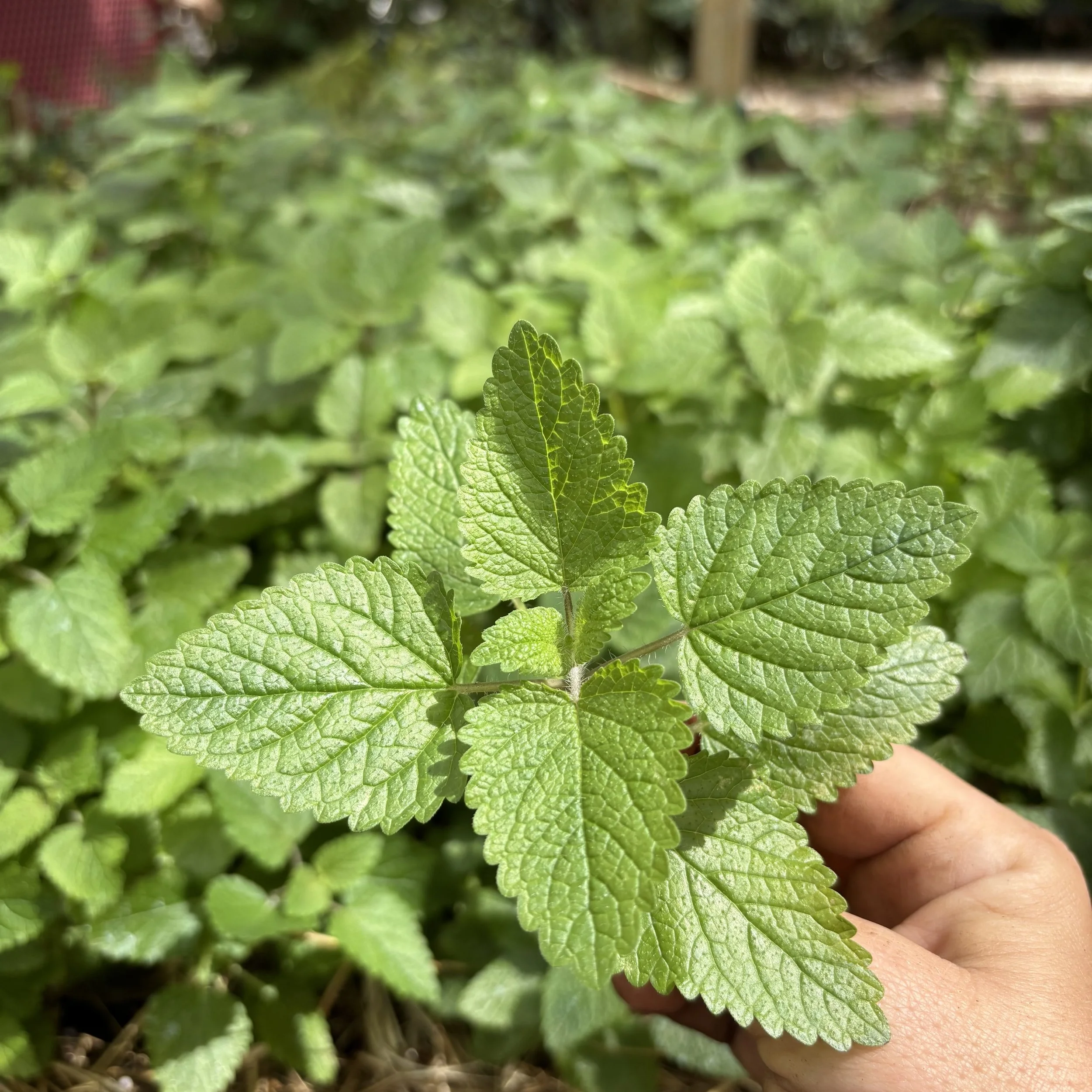 Lemon Balm