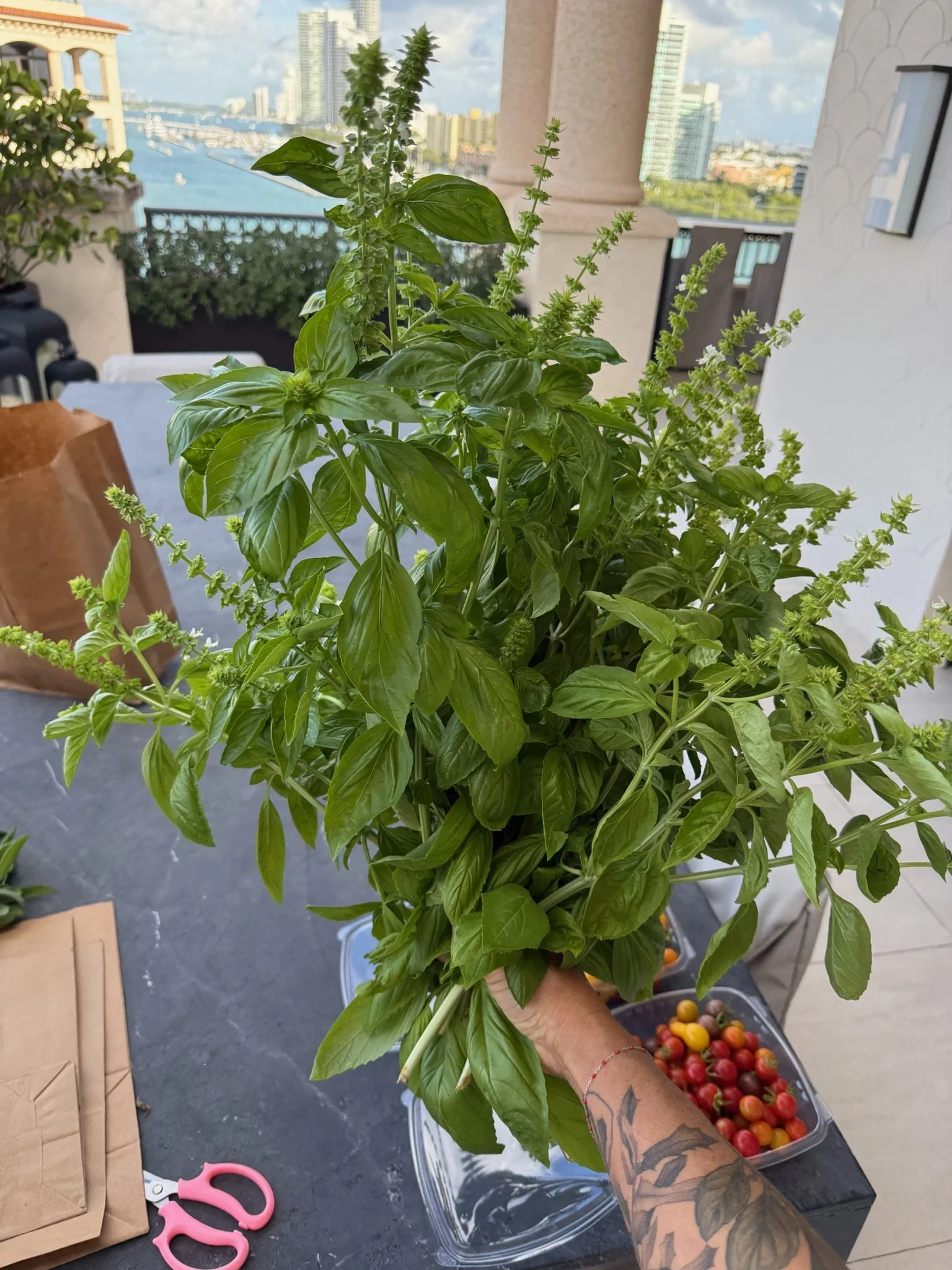 Freshly harvested bunch of Genovese basil and a bag of cherry tomatoes from the Fisher Island rooftop garden, with the Miami skyline behind