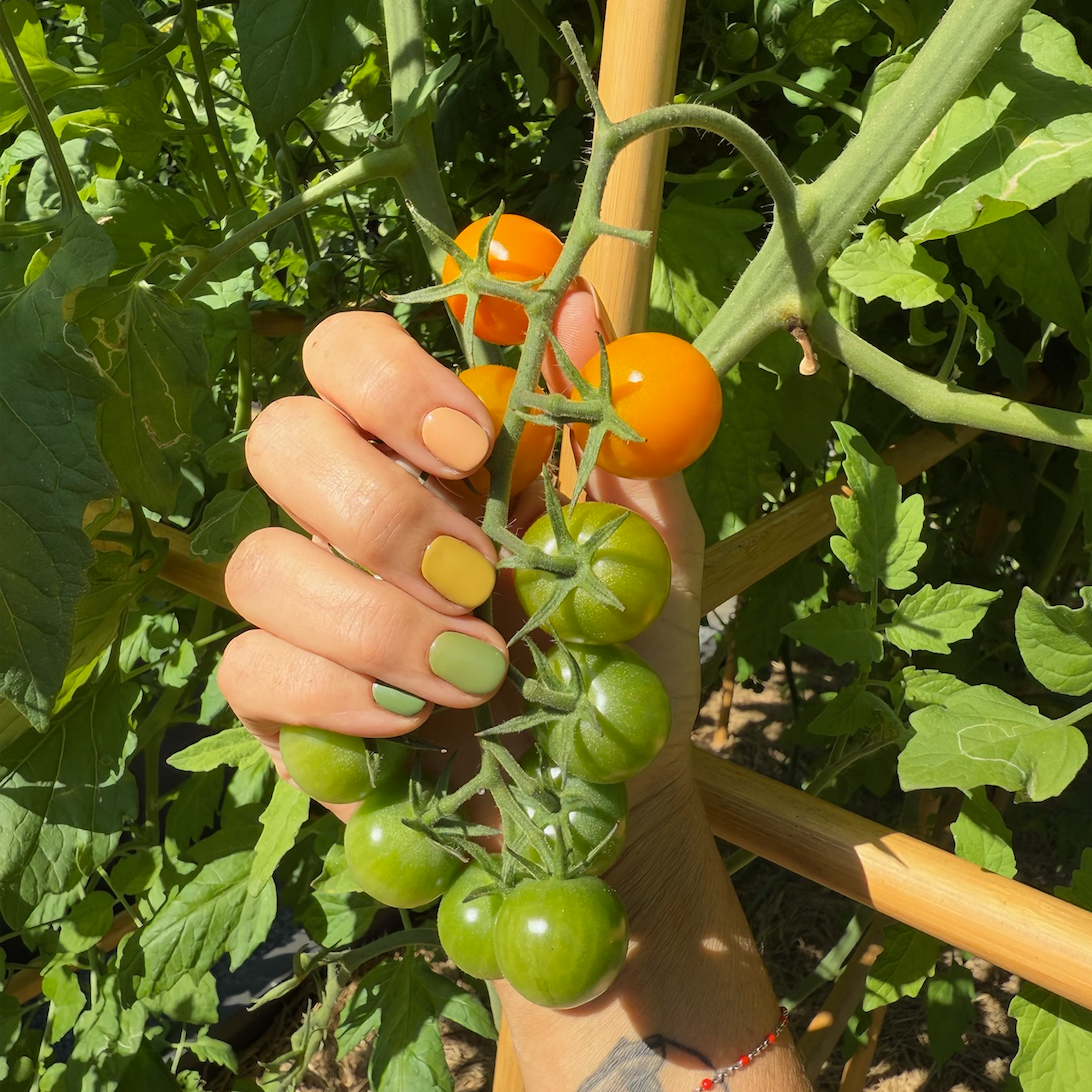 Sungold Cherry Tomato
