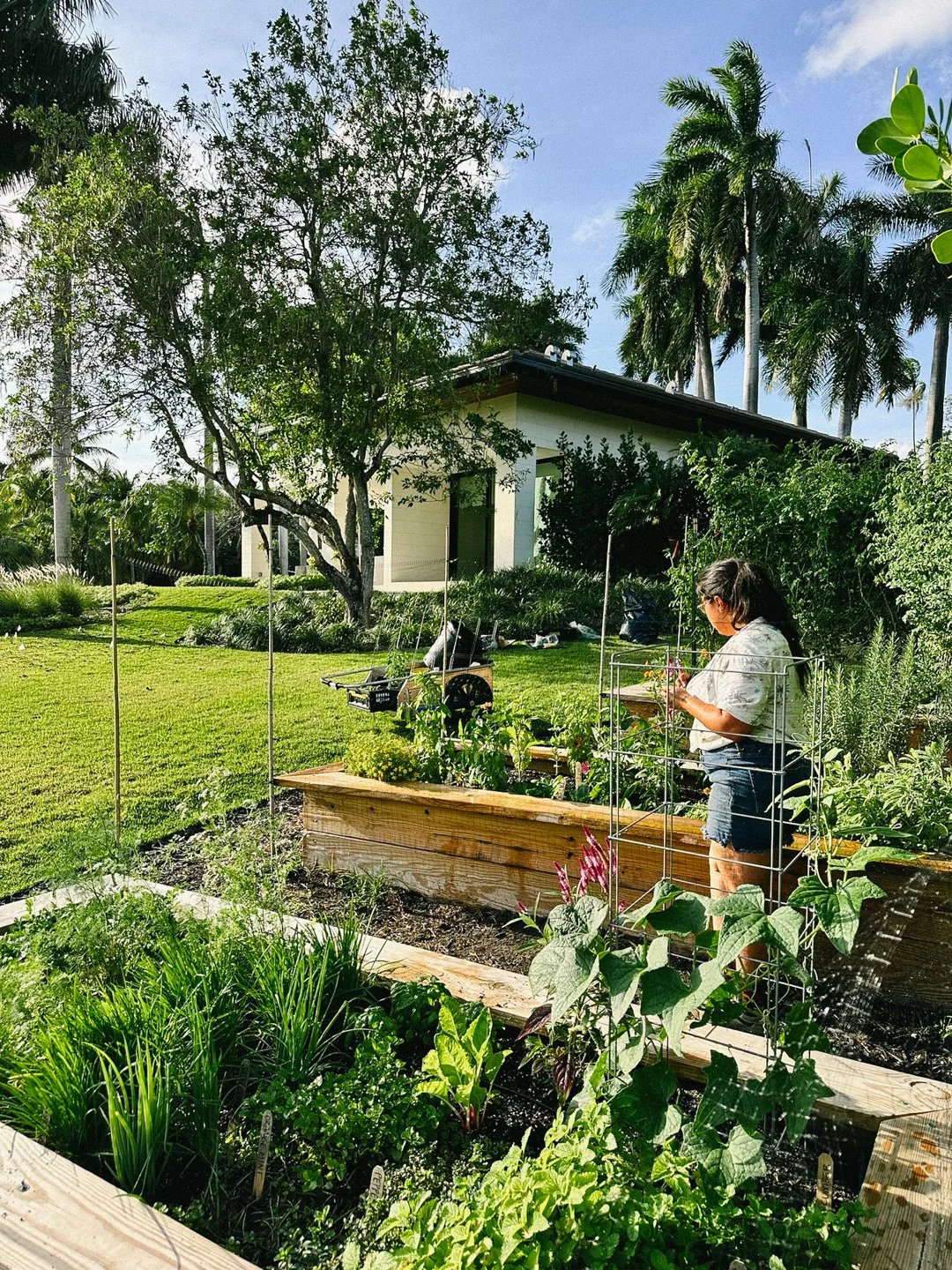 large residential vegetable garden coral gables.jpg