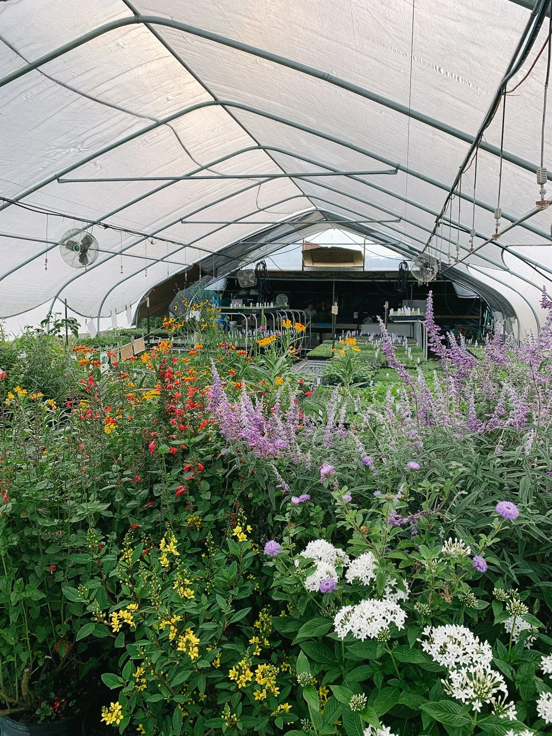 pollinator friendly plant nursery miami.jpg