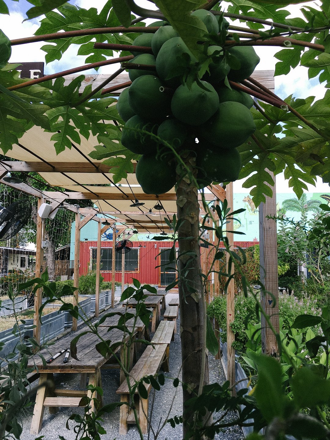 growing fruit trees in miami wynwood yard.jpg