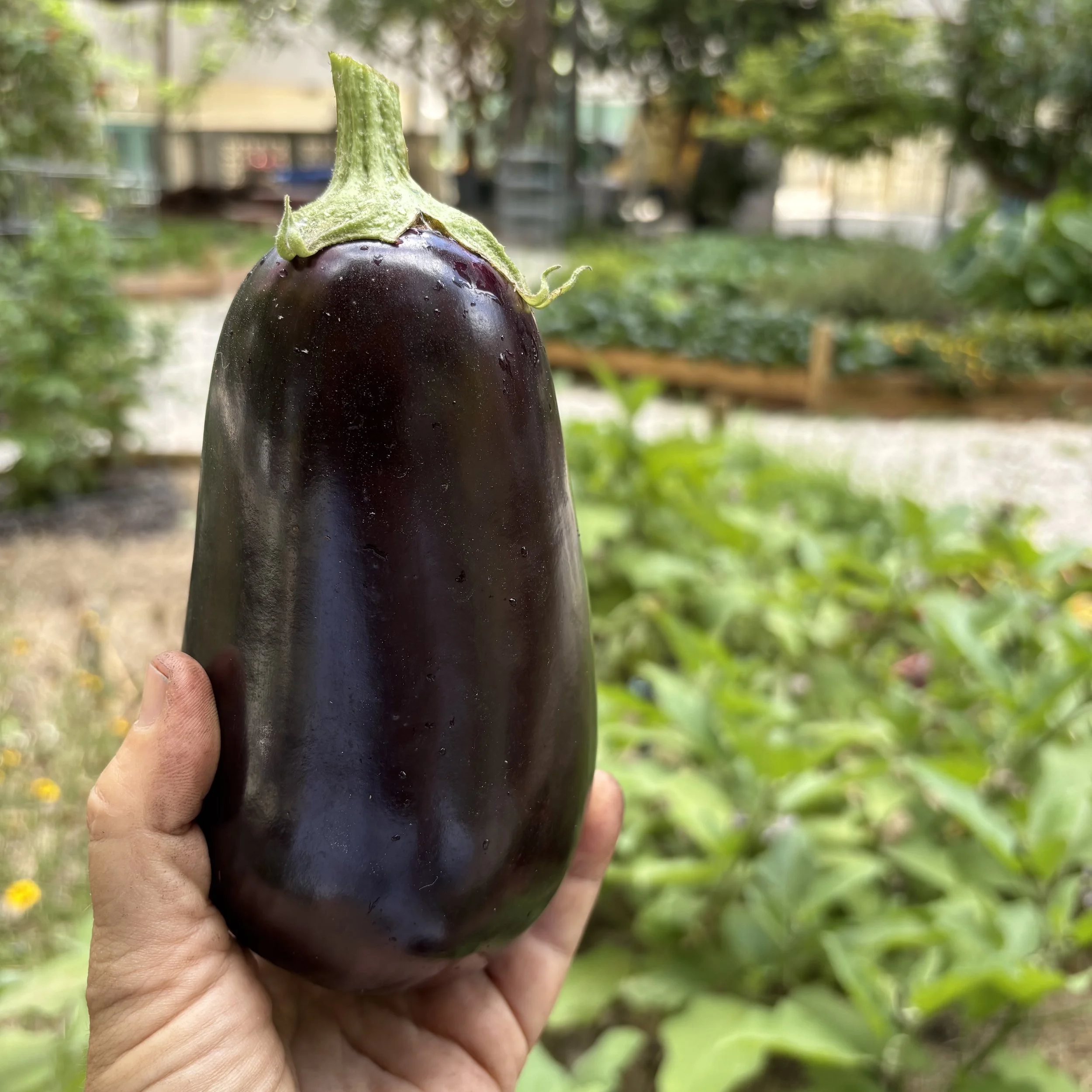 Galine Eggplant