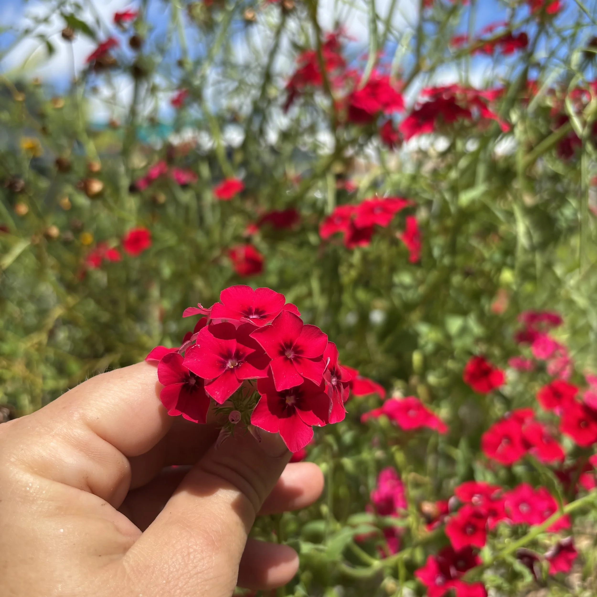 Red Phlox