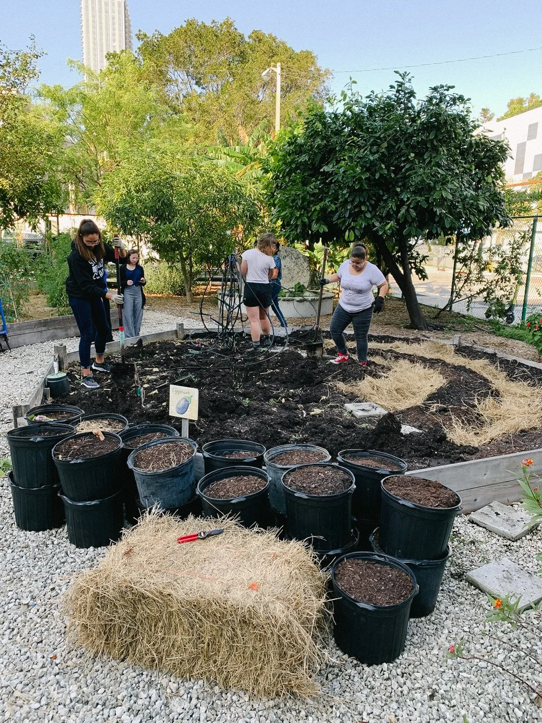 miami culinary institute vegetable garden installation.jpg