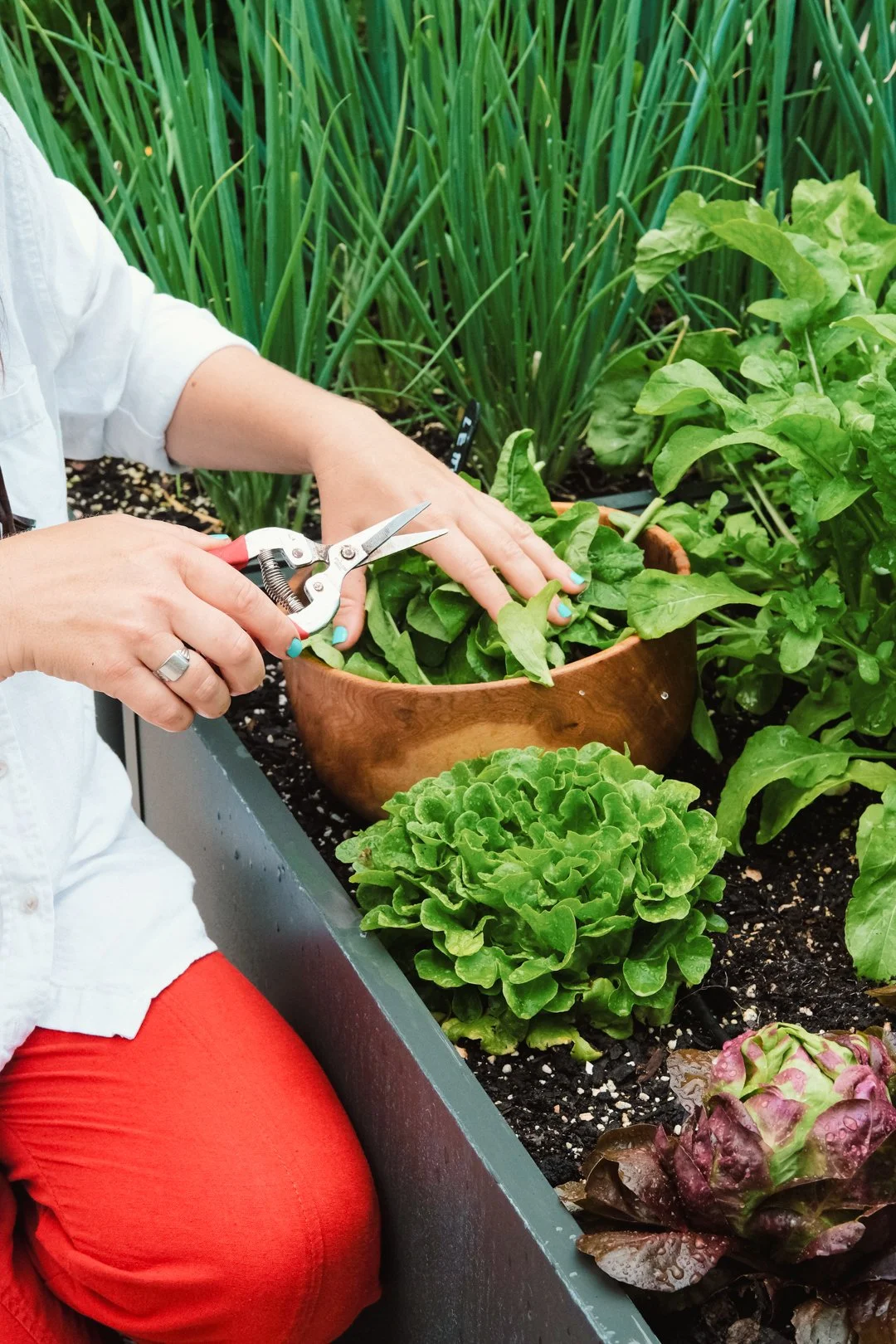 landscape-design-vegetable-garden-south-beach-lettuce patch.jpg