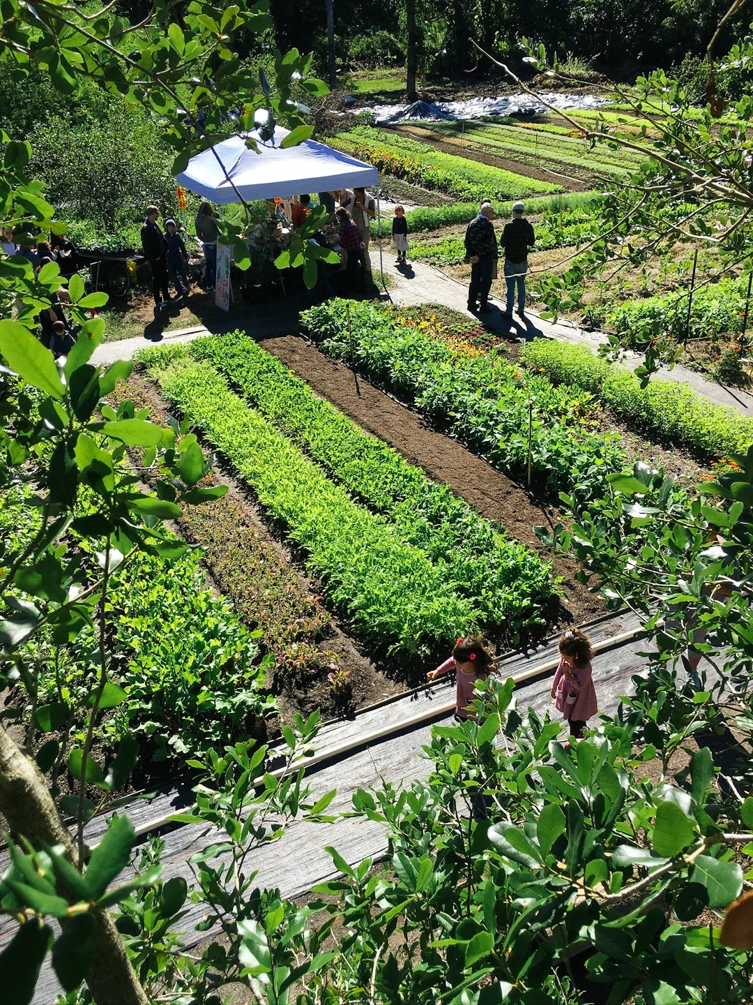 tropical urban farm north miami little river cooperative.jpg