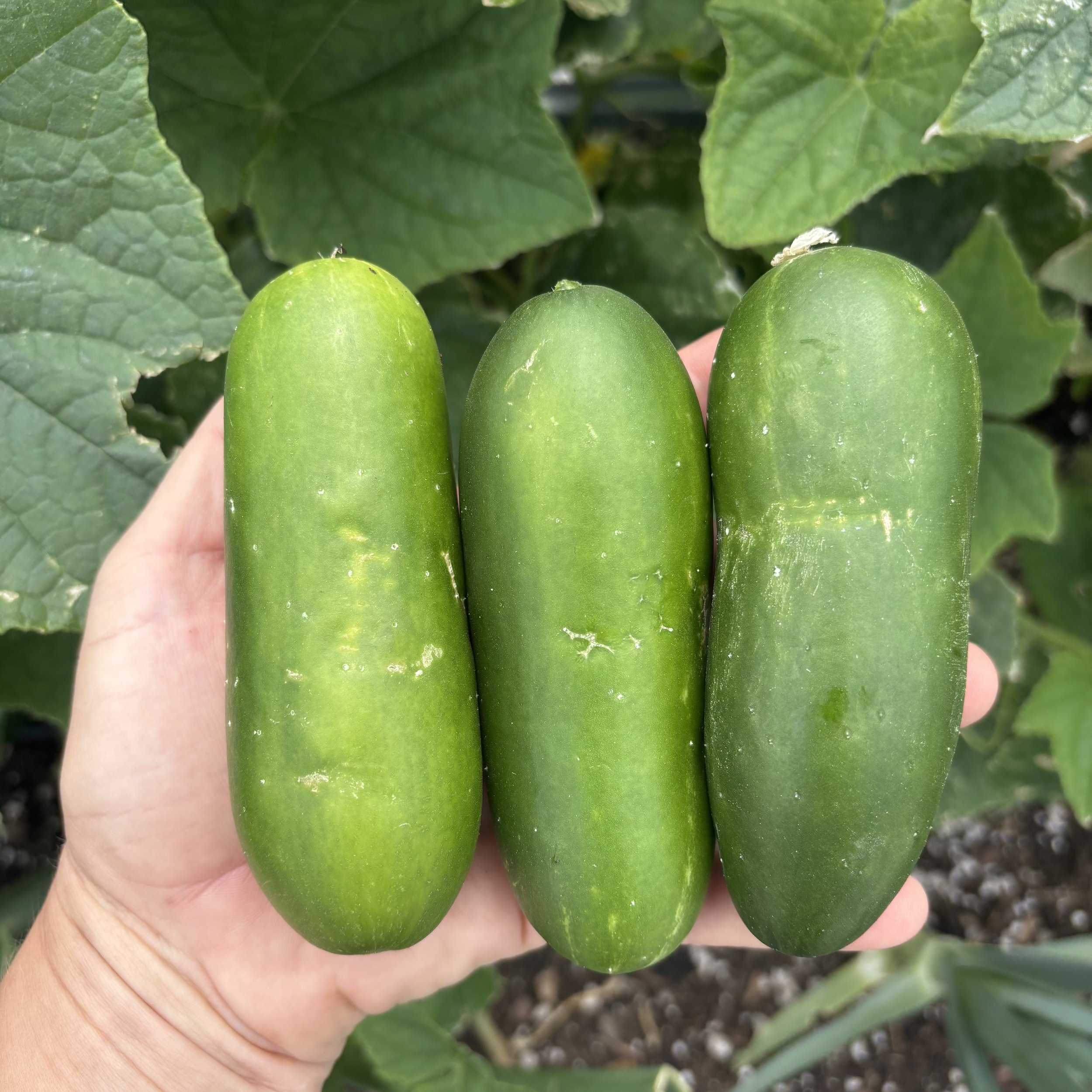Quick Snack Dwarf Cucumber