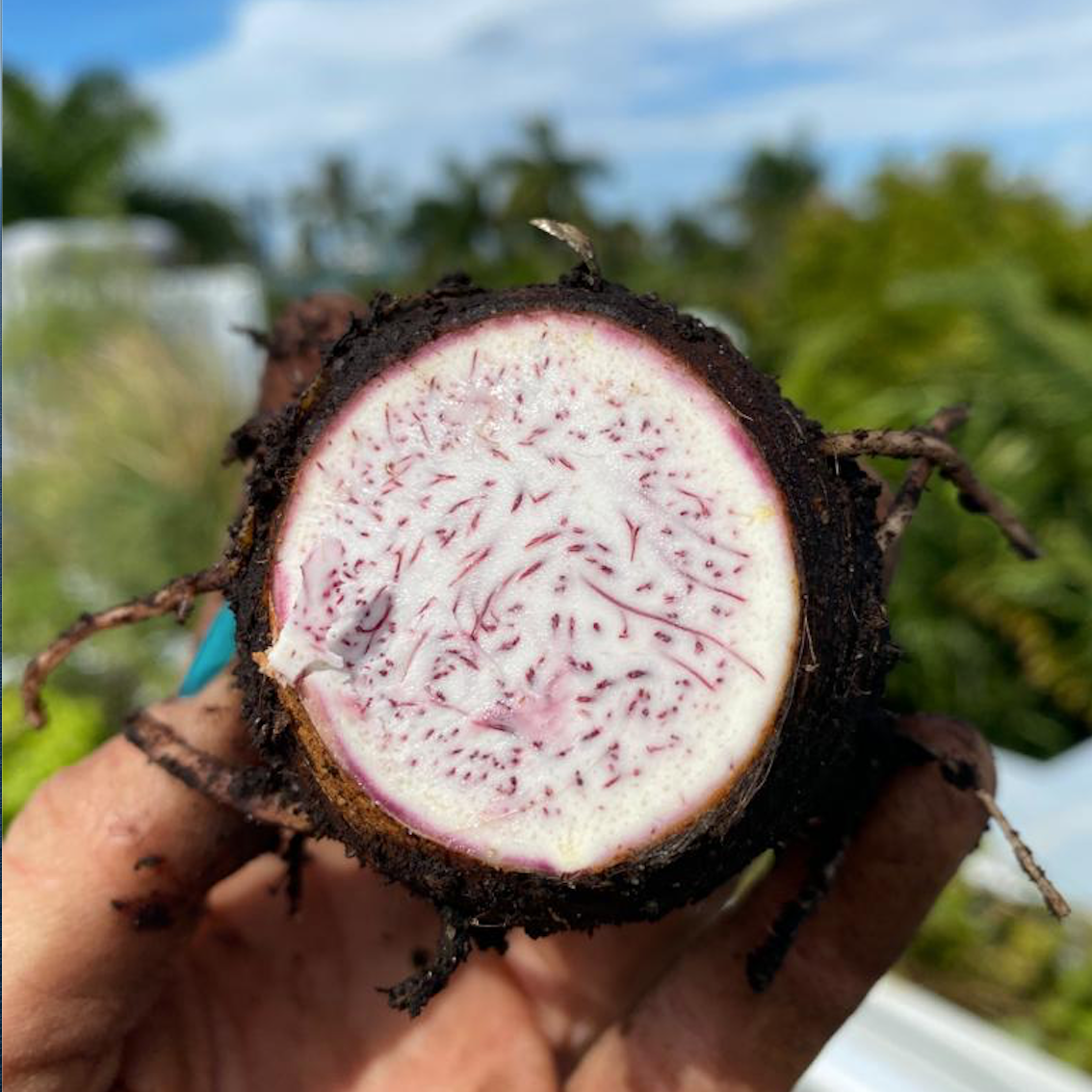 Taro