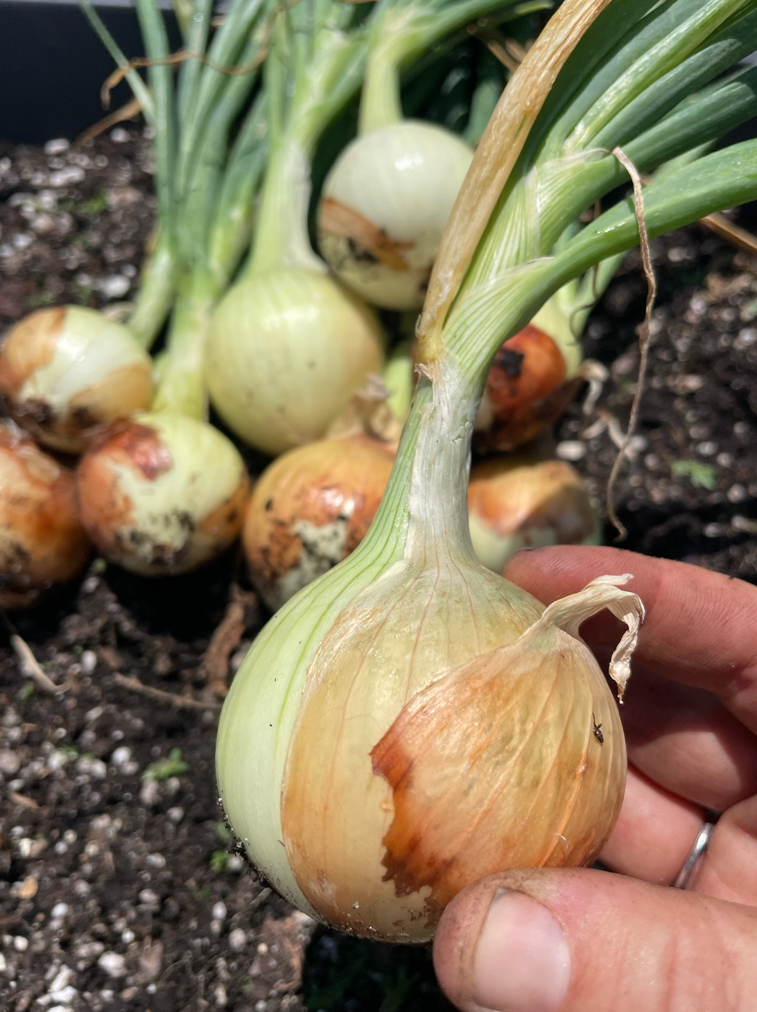 Screen Shot 2025-09-16 at 12.08.27 PM.png