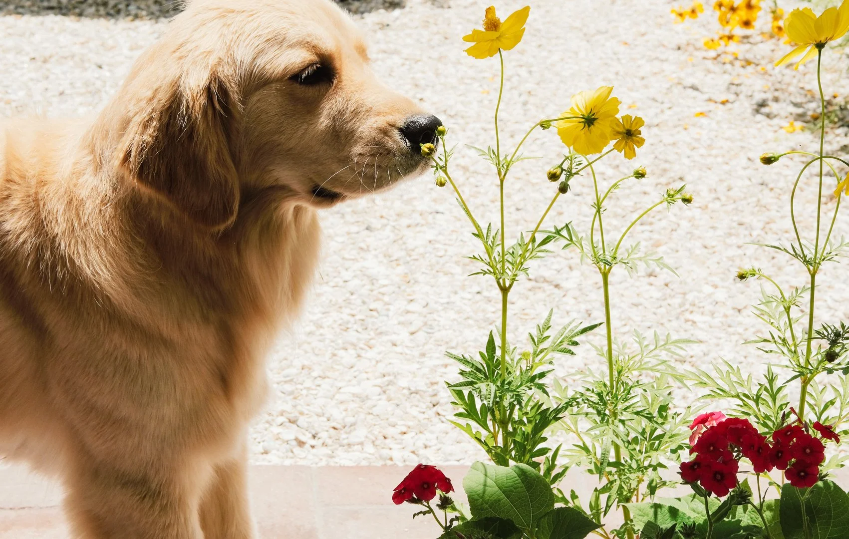 landscape-design-vegetable-garden-miami-beach-pollinator-plants-pet-friendly.jpg