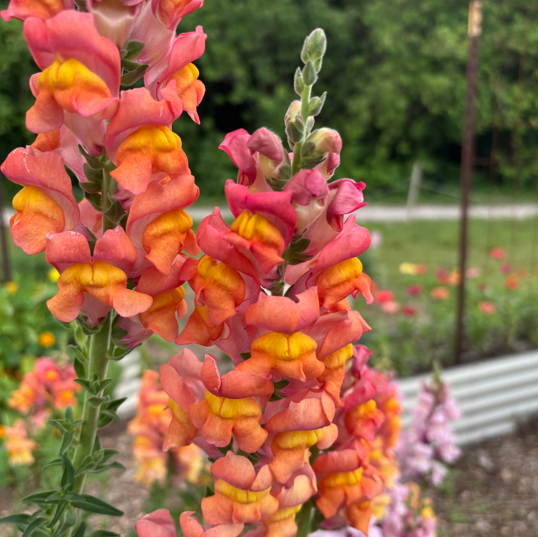 Sunset Snapdragon
