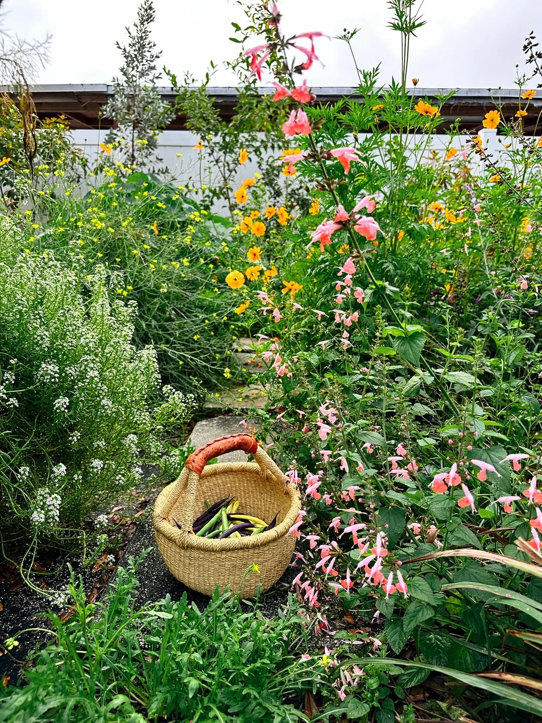 backyard vegetable garden kid friendly north miami.jpg