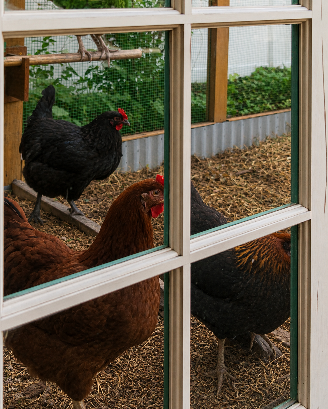 garden-design-kitchen-garden-miami-chicken-coop-detail.png